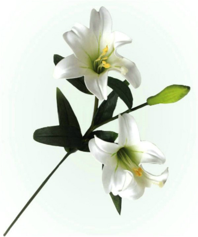 White lily (lilium)