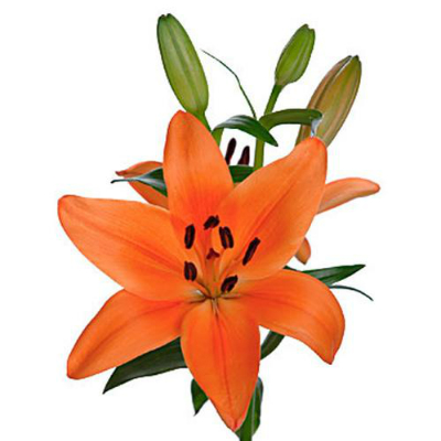 Orange lily (lilium)